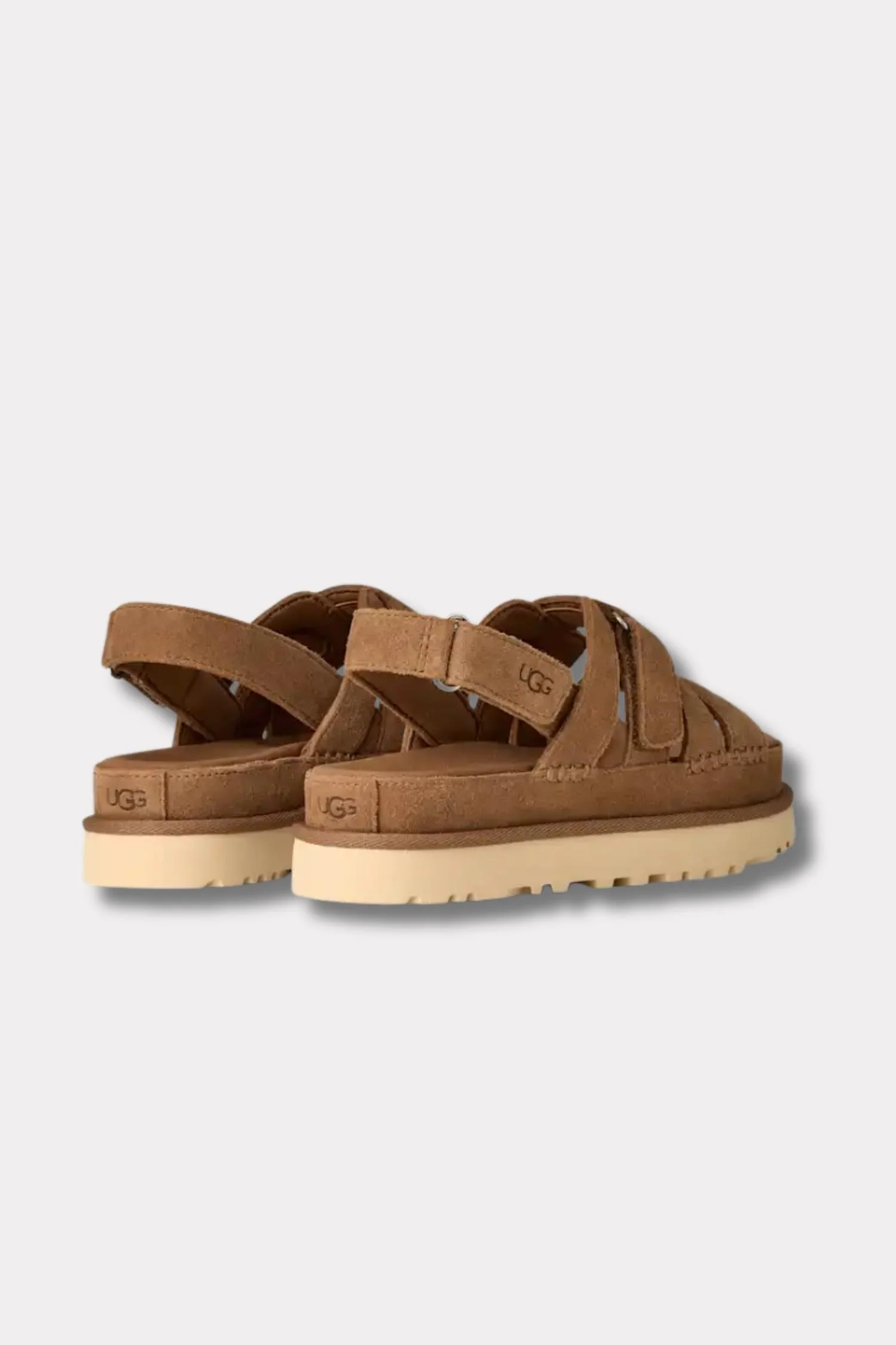 W Goldenstar Gleam- Chestnut - Image 4