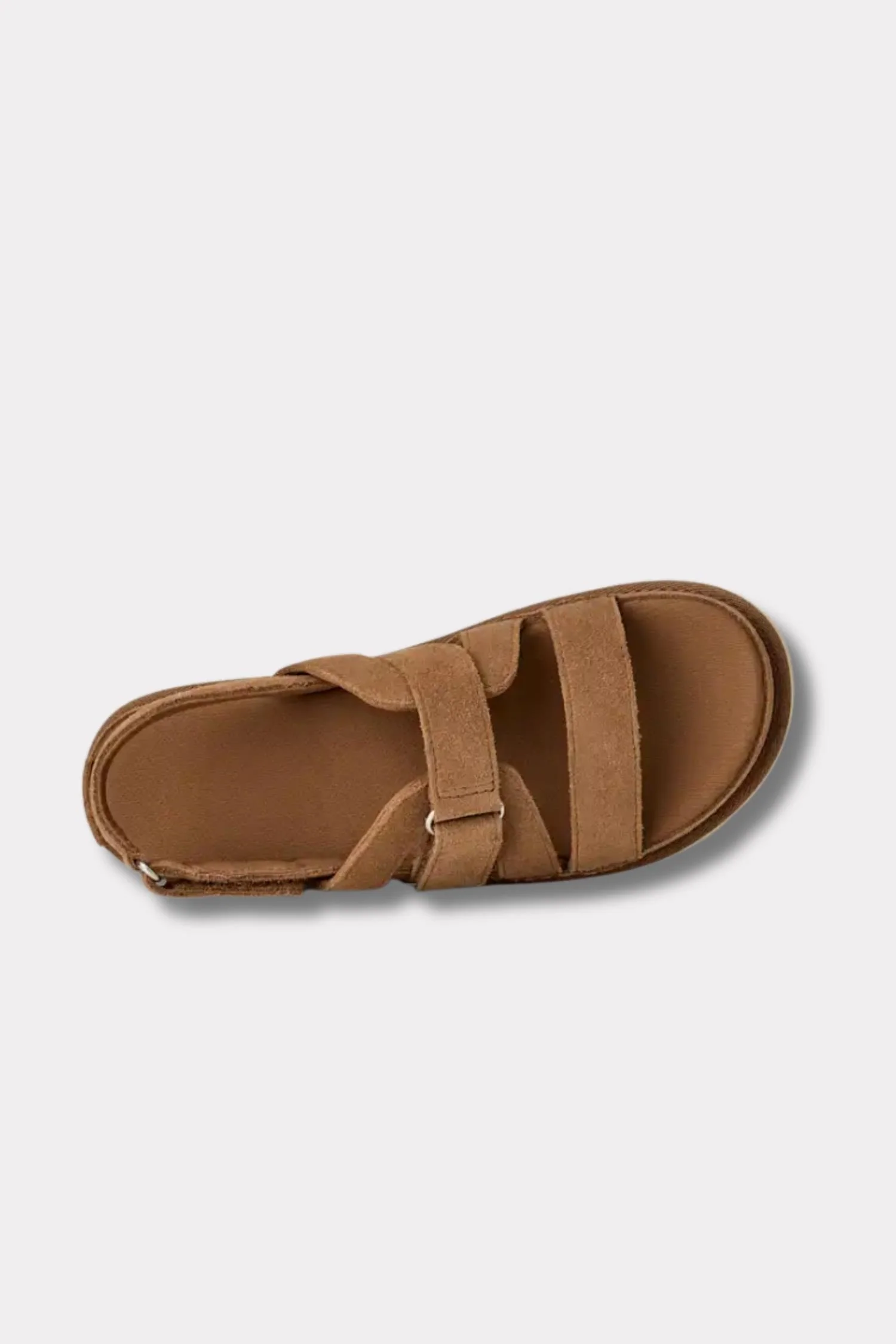 W Goldenstar Gleam- Chestnut - Image 6